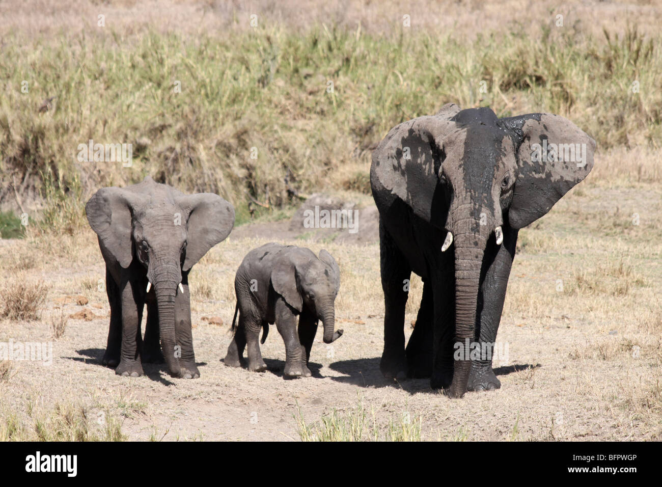 Junge afrikanische Elefanten Loxodonta Africana Taken In der Serengeti NP, Tansania Stockfoto