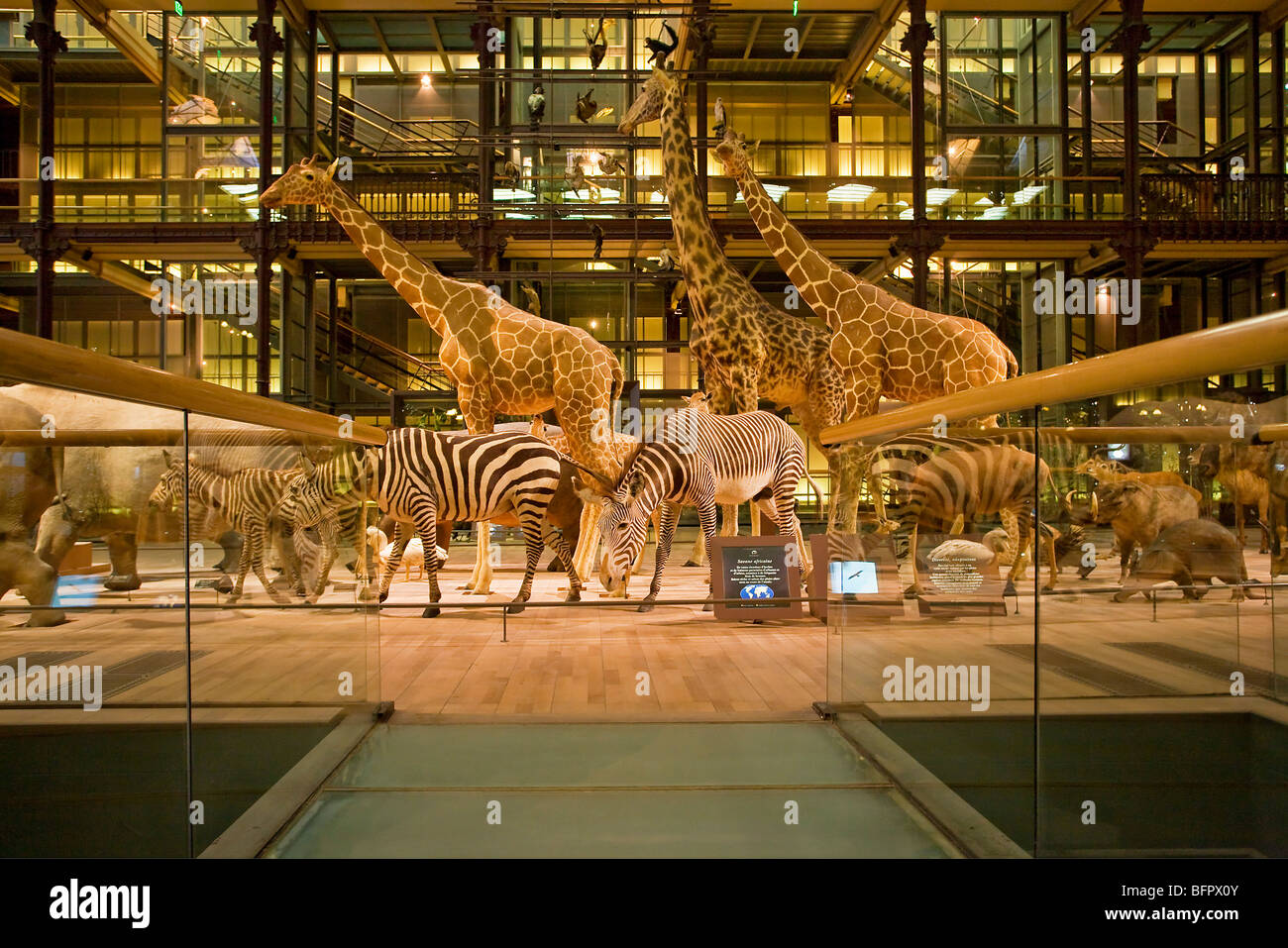 DIE GROßE GALERIE DER EVOLUTION, DAS MUSEUM OF NATURAL HISTORY, PARIS Stockfoto