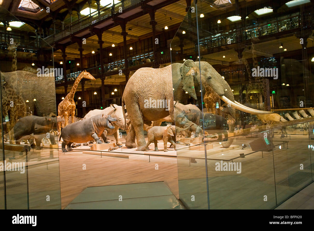 DIE GROßE GALERIE DER EVOLUTION, DAS MUSEUM OF NATURAL HISTORY, PARIS Stockfoto