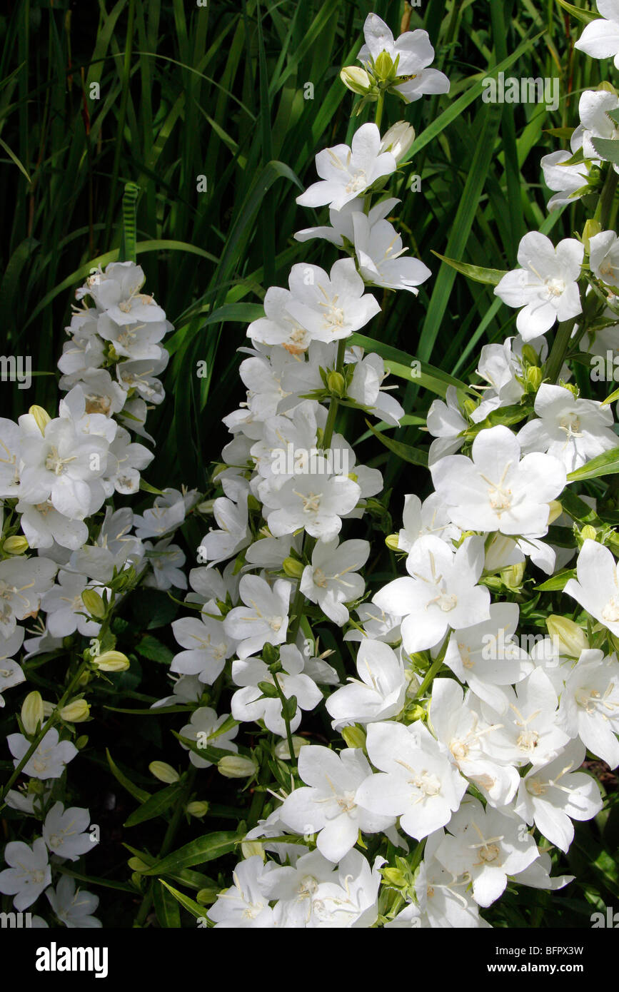 Campanula latiloba -Fotos und -Bildmaterial in hoher Auflösung – Alamy