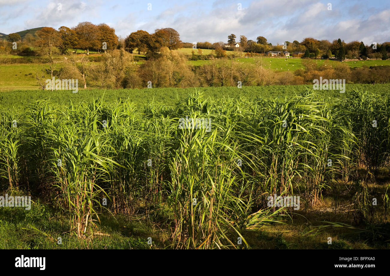 Bereich der Miscanthus Giganteus (Elefantengras) für Biokraftstoffe, in der Nähe von Inistioge, County Wexford, Irland Stockfoto