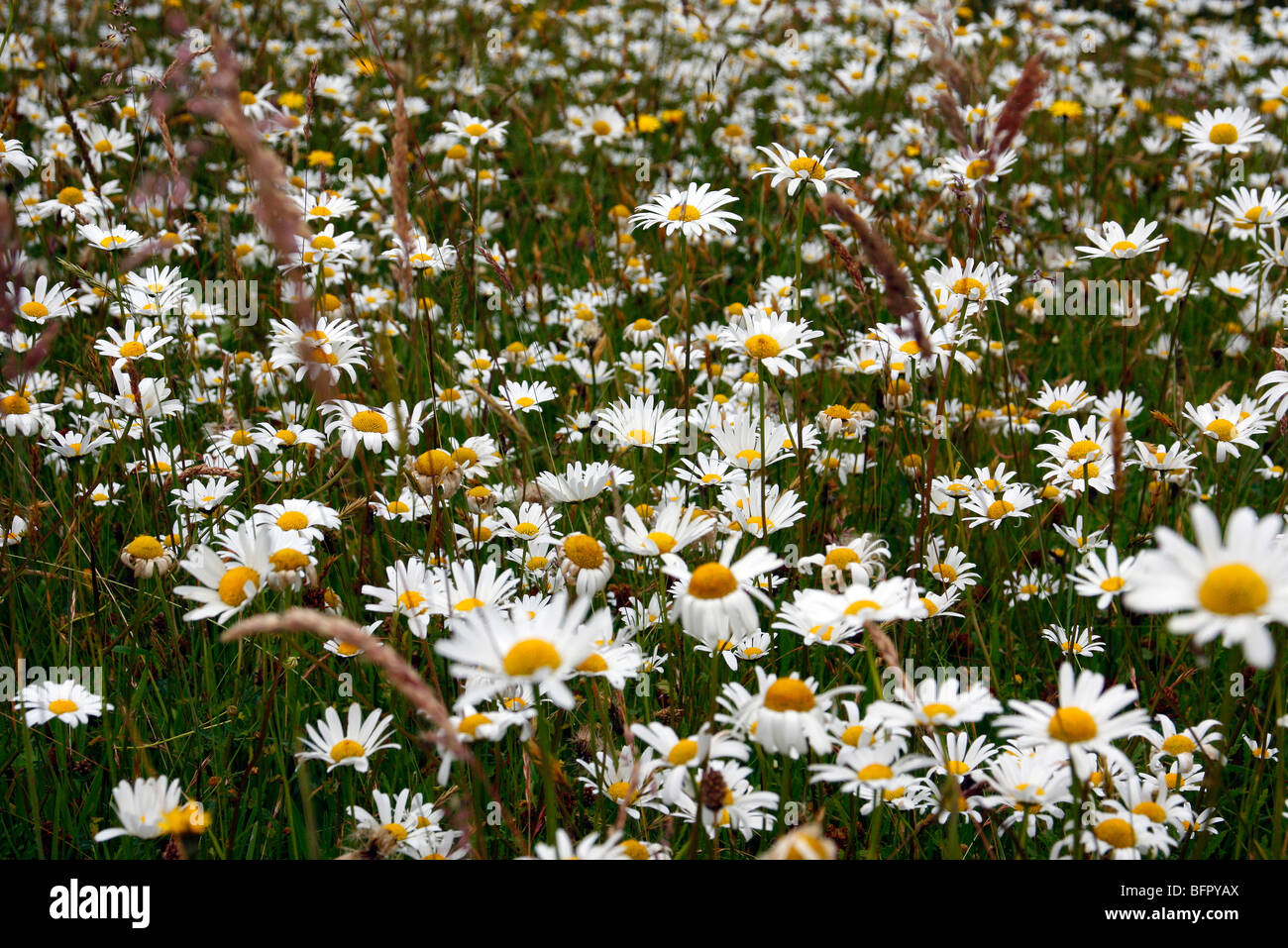 Wildblumenwiese mit Leucanthemum Vulgare - Ox Auge daisy Stockfoto