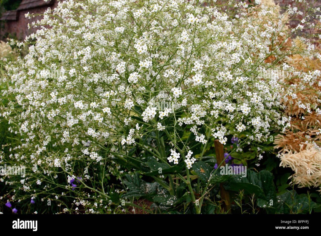 Crambe Cordifolia Blüte im Juni Stockfoto
