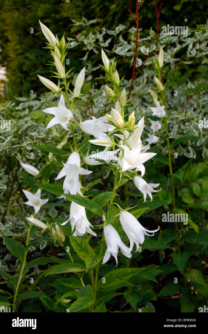 Campanula Latifolia Macrantha Alba Stockfotografie Alamy