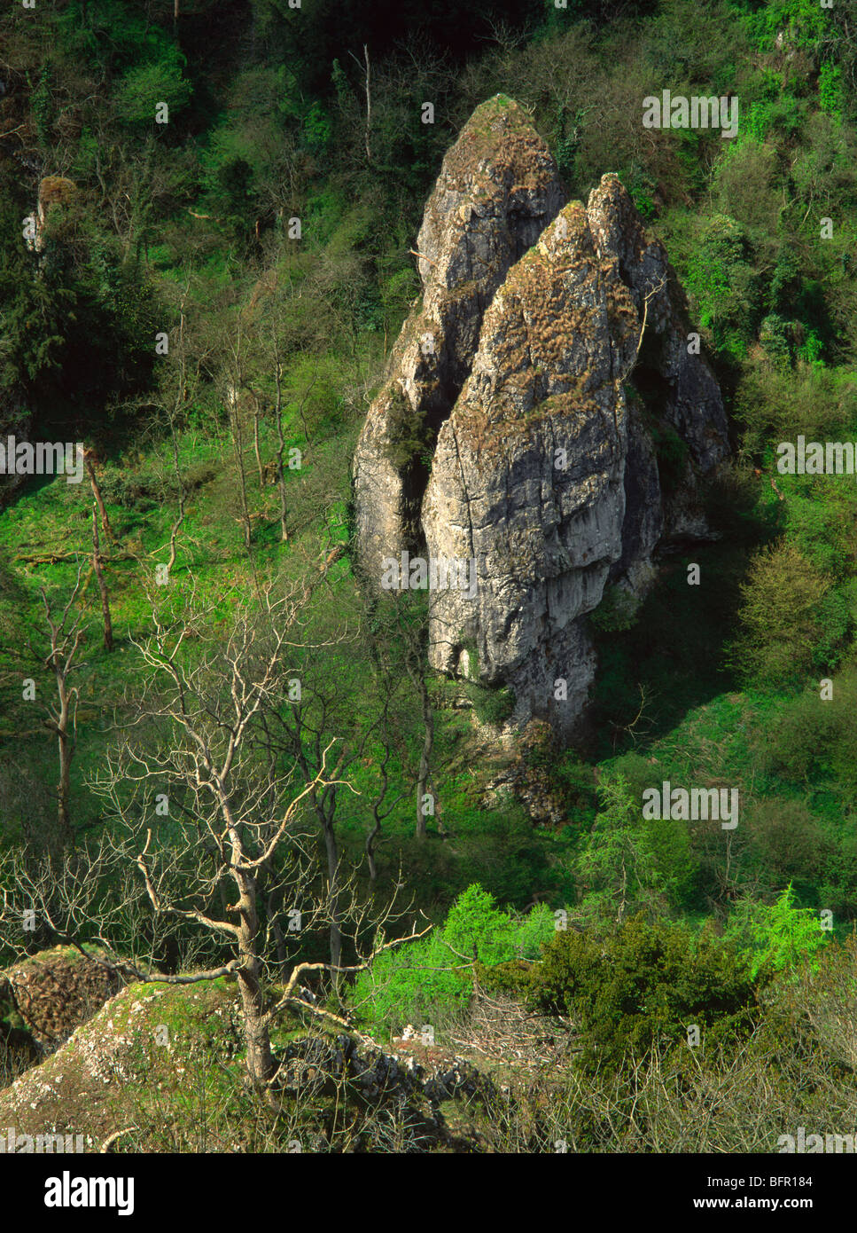 Jakobsleiter - eines der großen Kalksteinformationen in Dovedale, Peak District National Park. Stockfoto