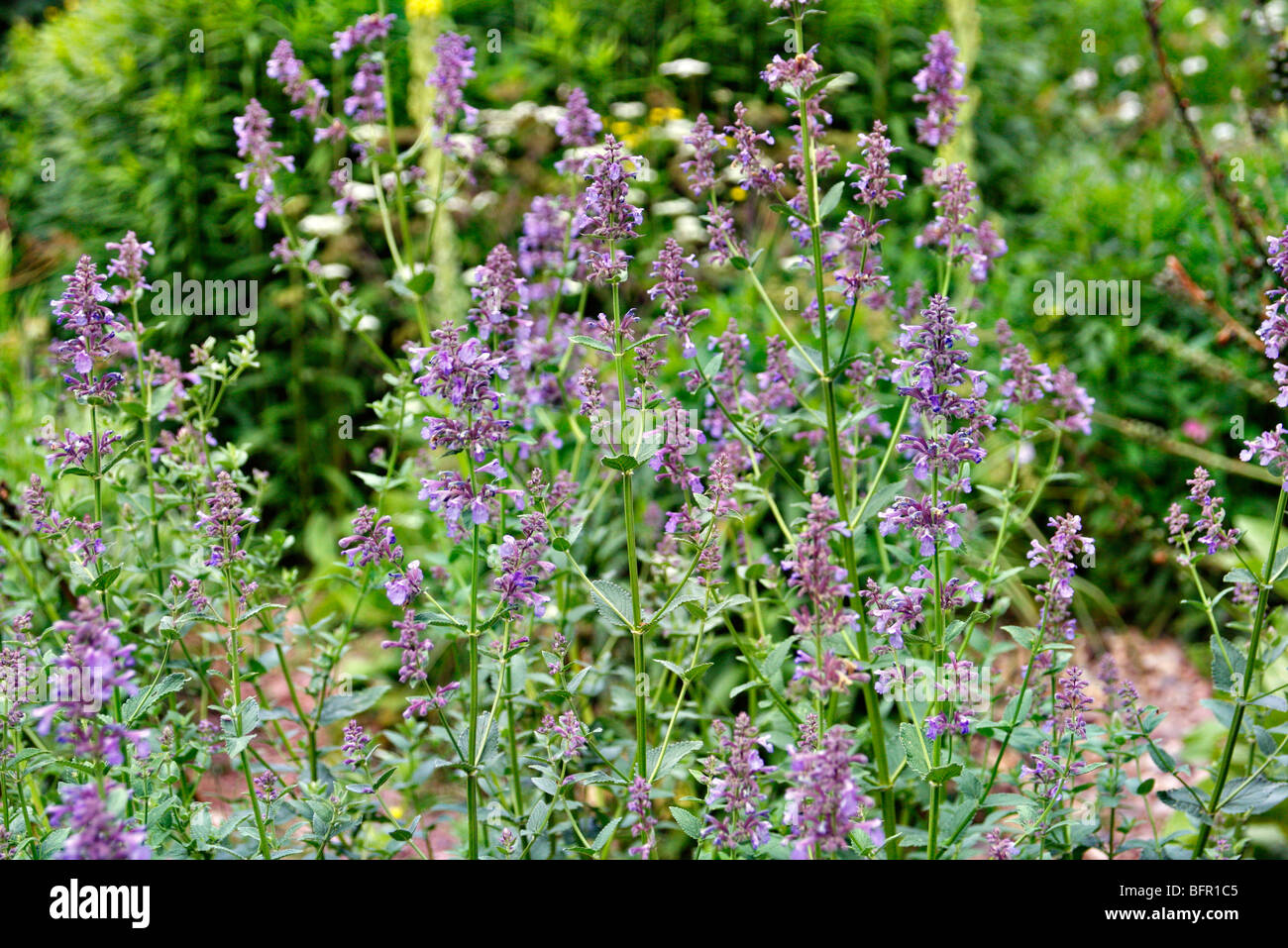 Nepeta nuda Stockfoto