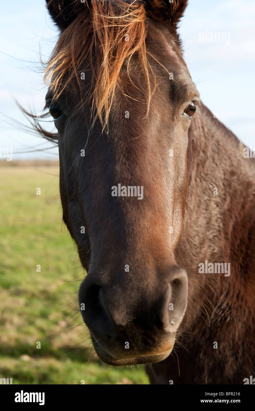 Porträt eines Pferdes in Wolvercote Common, Oxford Stockfoto