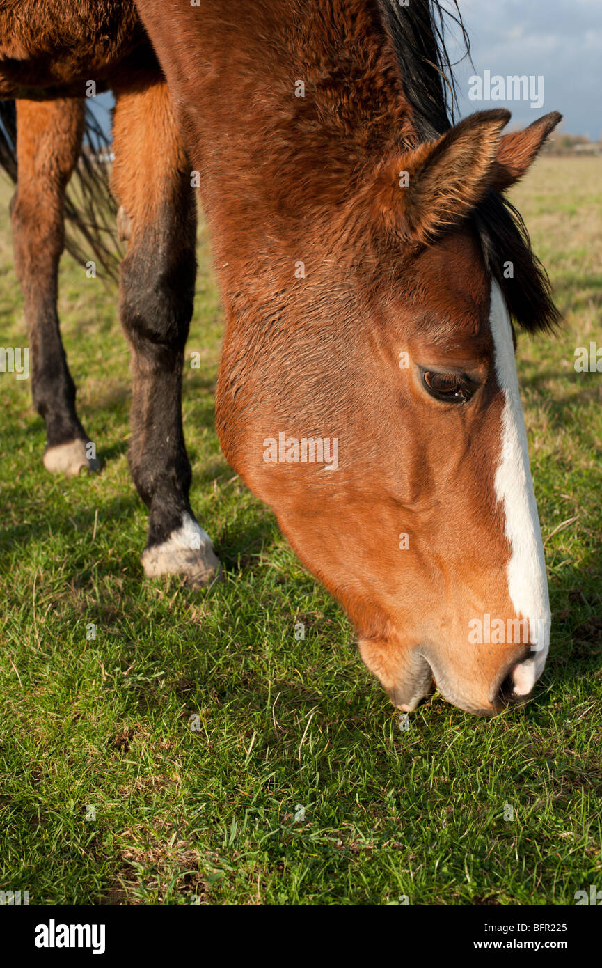 Grasende Pferde, Wolvercote Common Stockfoto