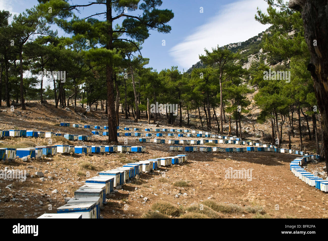 dh FARMING GRIECHENLAND KRETA Holzkisten Bienenstöcke Kretische Berglandschaft Selakano Bienenstöcke außerhalb Bienenstöcke Stockfoto