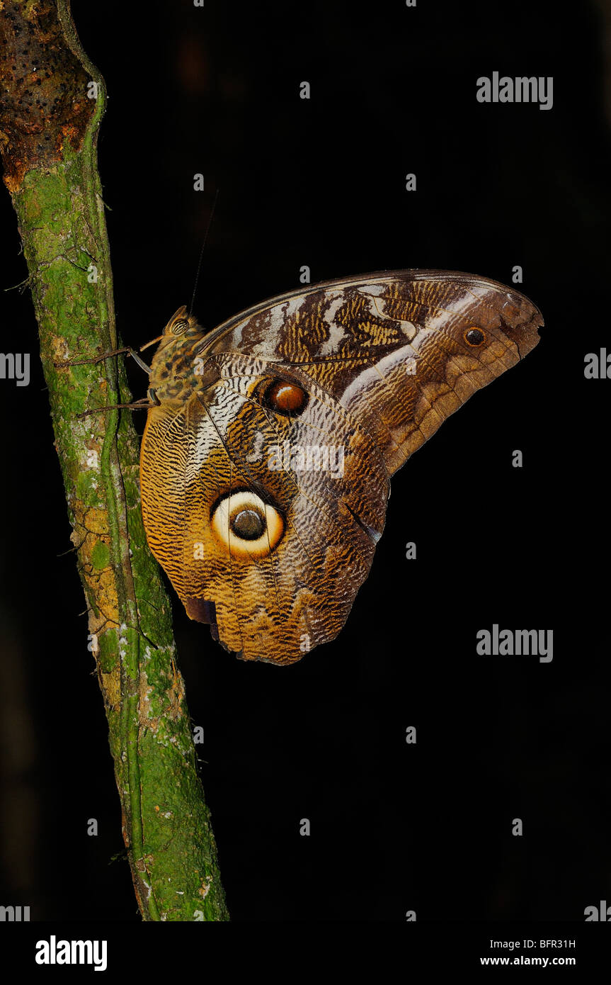 Idomeneas Riesen Eule Schmetterling (Caligo Idomeneas) thront auf Moos bedeckten Zweig, Alta Floresta, Brasilien Stockfoto