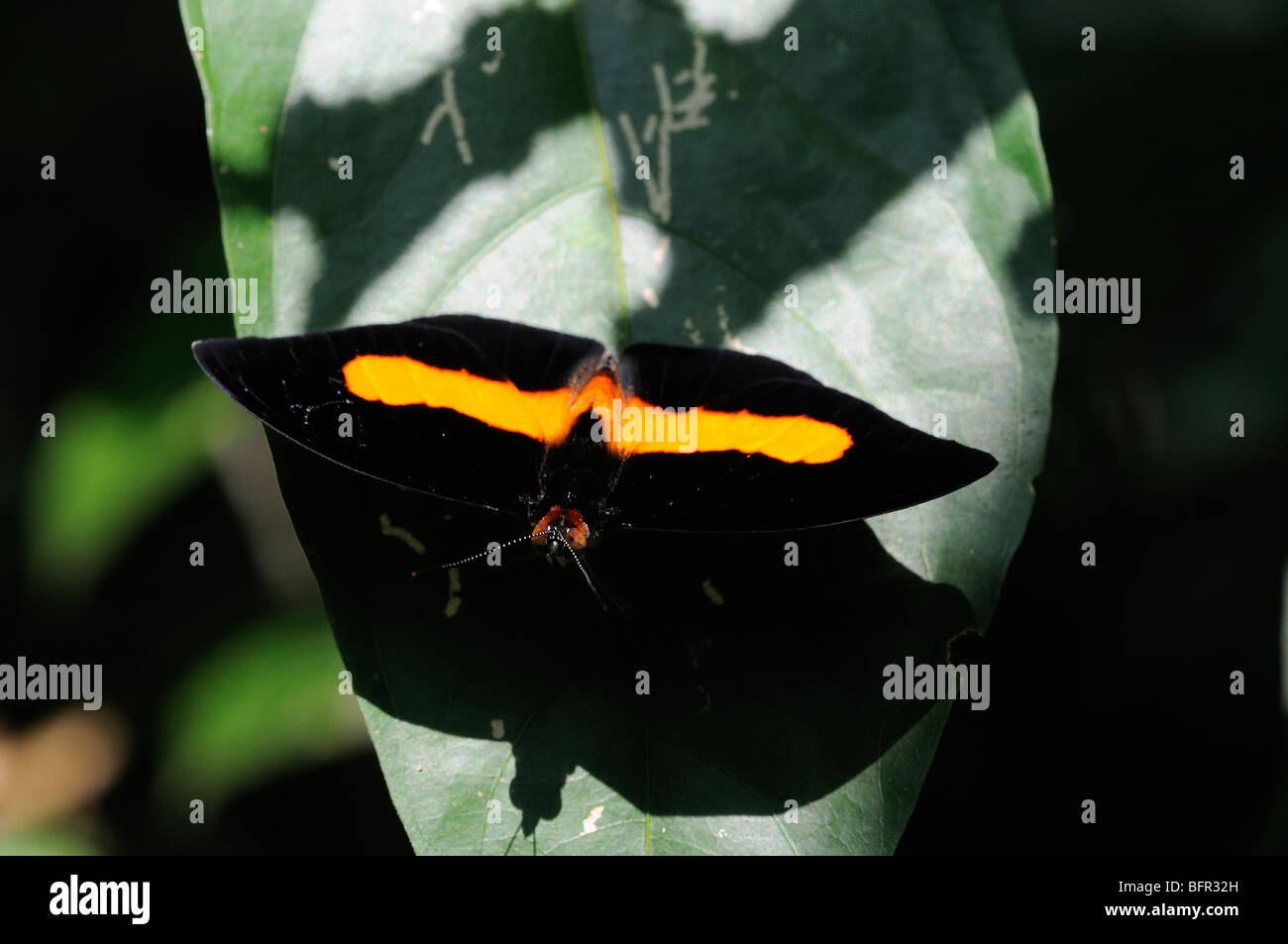 Aconyius Catone Schmetterling (Catonephele Acontius) ruht auf Blatt, Alta Floresta, Brasilien. Stockfoto