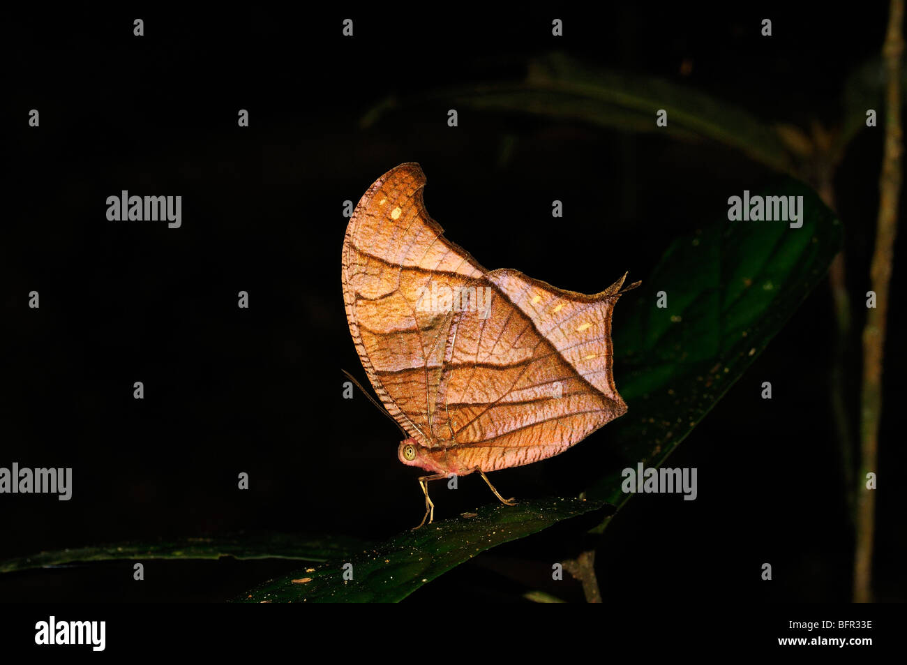 Chorinaeus Brown Morpho Schmetterling (Caerois Chorinaeus) ruht auf Blatt im Regenwald, Blatt zu imitieren, Alta Floresta, Brasilien Stockfoto
