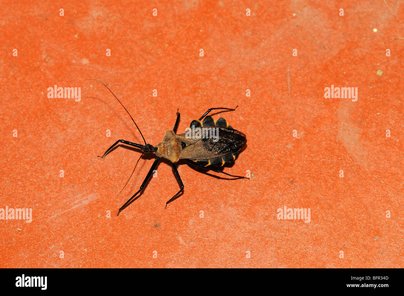 Assassin-Bug, Amazonas-Regenwald, Alta Floresta, Brasilien Stockfoto