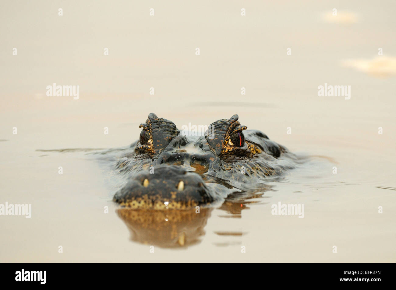 Paraguay Kaiman (Caiman Yacare) ruhen mit Kopf auf der Wasserfläche, Pantanal, Brasilien. Stockfoto