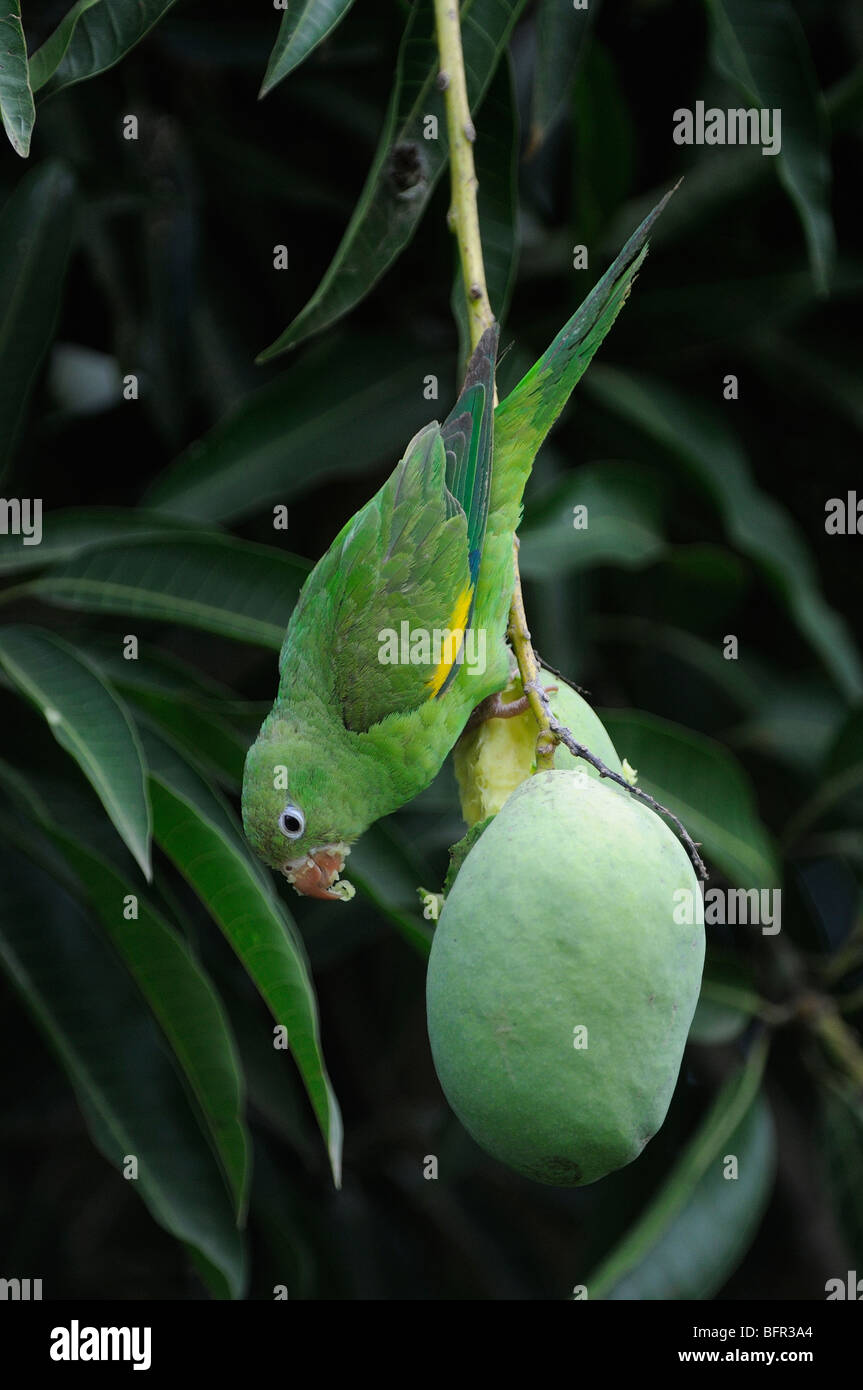 Geflã¼gelte frucht -Fotos und -Bildmaterial in hoher Auflösung – Alamy