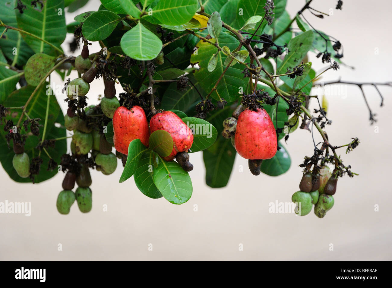 Roten Cashew-Frucht (Anacardium Occidentale) mit Nuss, Alata Floresta, Brasilien. Stockfoto
