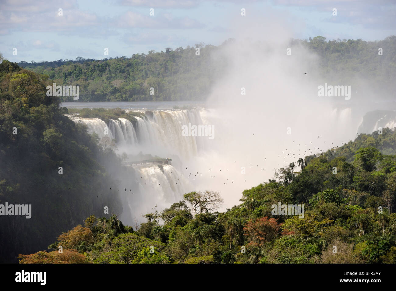 Große altrosa Mauersegler (Cypseloides Senex) strömen aus Schlafplatz hinter Wasserfällen, Iguazu, Argentinien Stockfoto