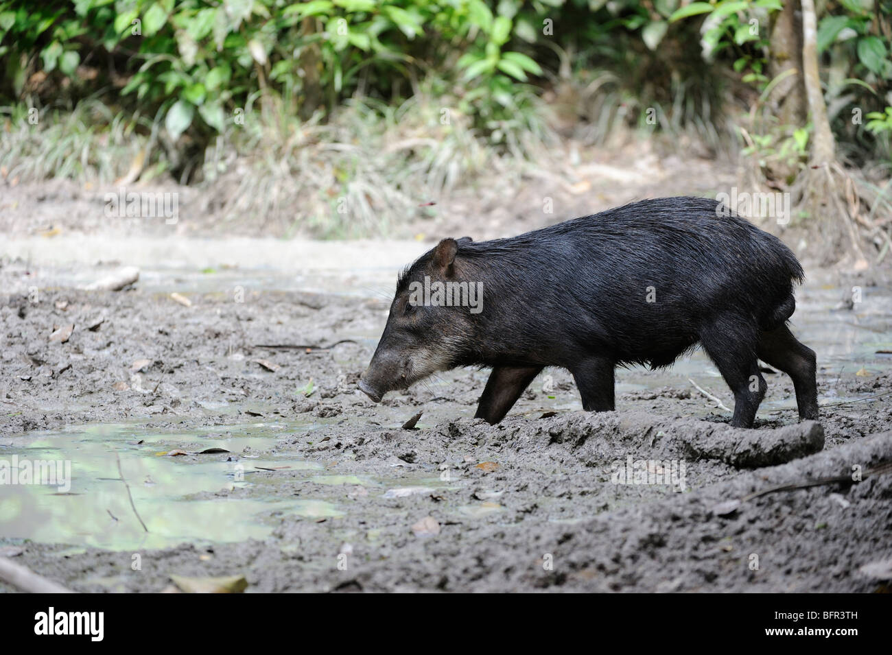 Weißlippen-Peccary (Tayassu Pecari) auf Nahrungssuche in schlammigen Wald Pool, Alta Floresta, Brasilien. Stockfoto