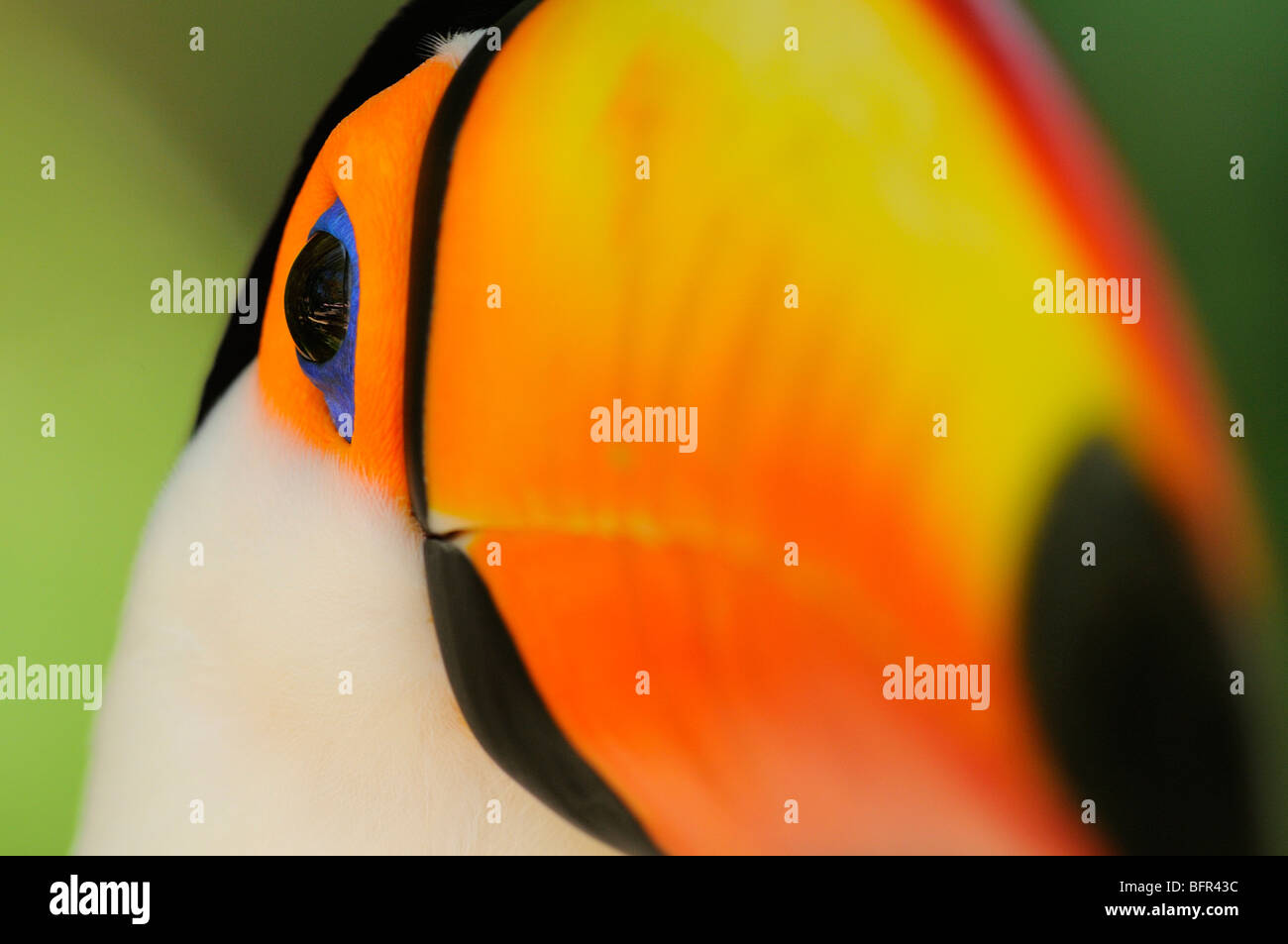 Riesentukan (Ramphastos Toco) Nahaufnahme des Kopfes, abstraktes Bild, in Gefangenschaft, Brasilien. Stockfoto