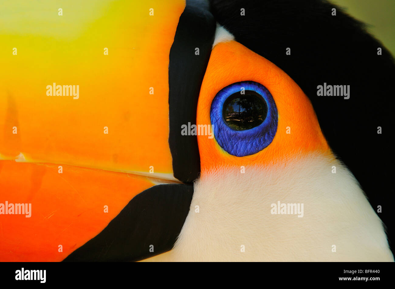 Riesentukan (Ramphastos Toco) Nahaufnahme des Kopfes zeigt Farben und blauem Federkleid, Gefangenschaft, Brasilien. Stockfoto