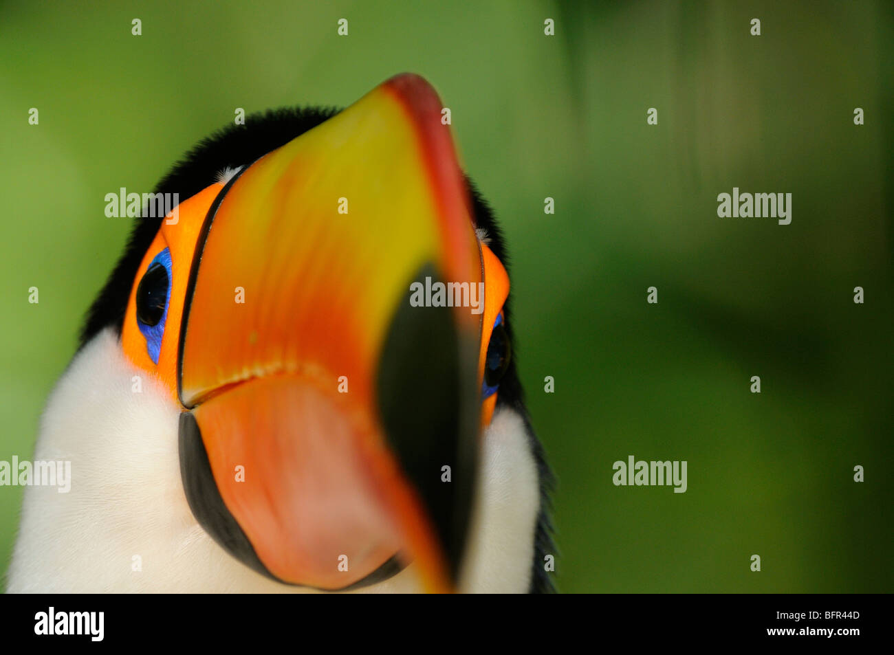 Riesentukan (Ramphastos Toco) Nahaufnahme von Kopf und Schnabel, Gefangenschaft, Brasilien Stockfoto