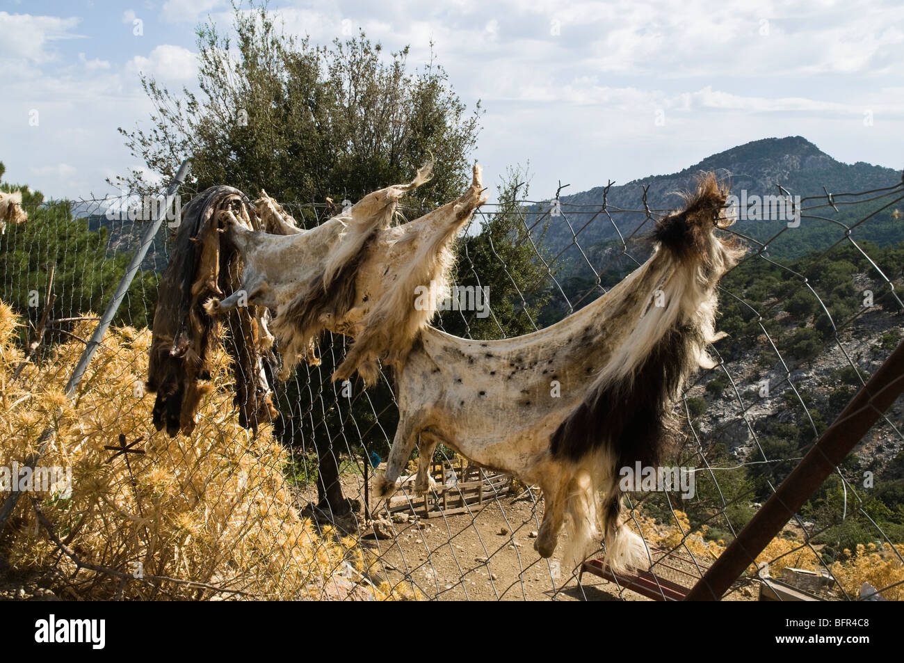 dh Landwirtschaft Griechenland Kreta Ziegen Haut prasselt auf Zaun Tierhäute trocknen Stockfoto