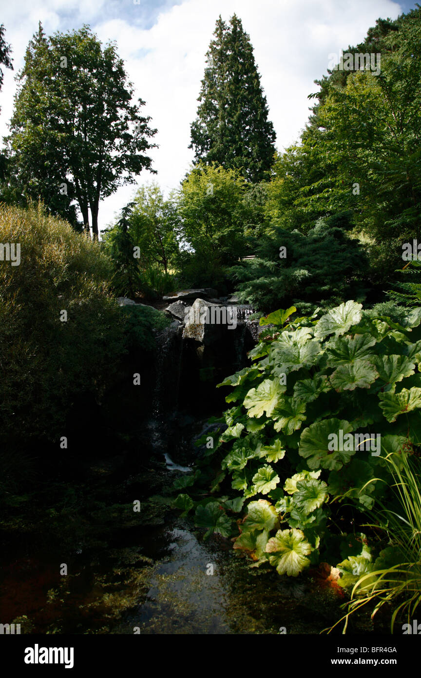 Shorts Bodendecker Garten, Bellevue Botanischer Garten Stockfoto
