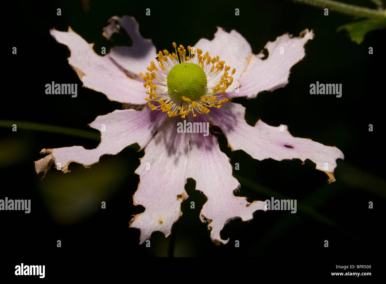 Nicht identifizierte lila Blüten, deren Blütenblätter von einem Insekt gefressen wurden Stockfoto
