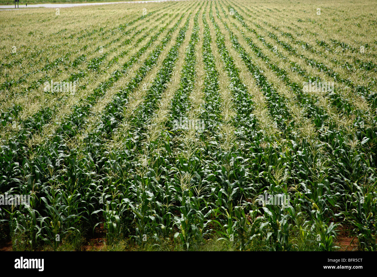 Bereich der Mais Pflanzen Stockfoto