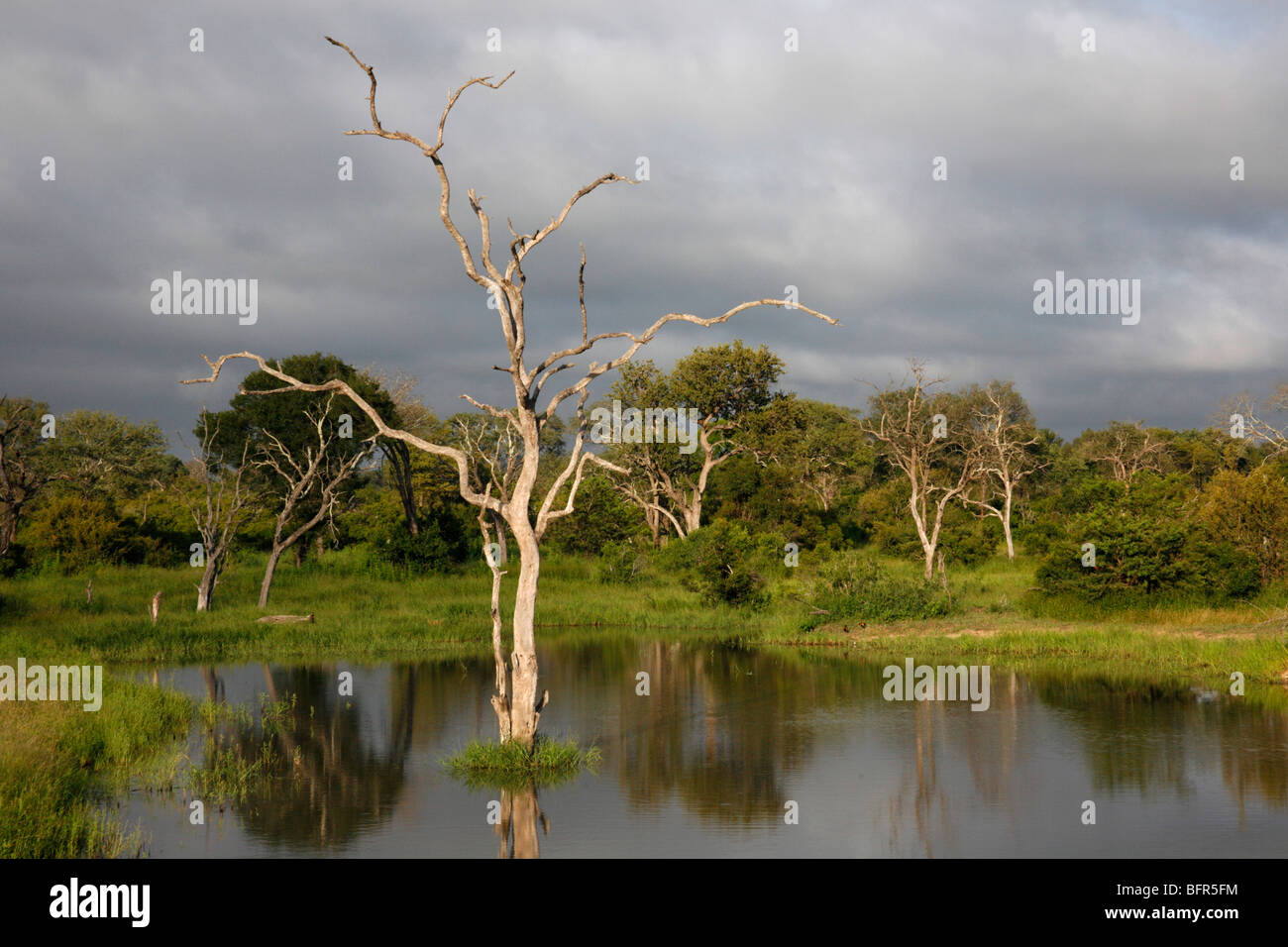 Ein toter Leadwood Baum in einer saisonalen Pfanne in stimmungsvolle Beleuchtung gegen ein bewölkter Himmel Stockfoto