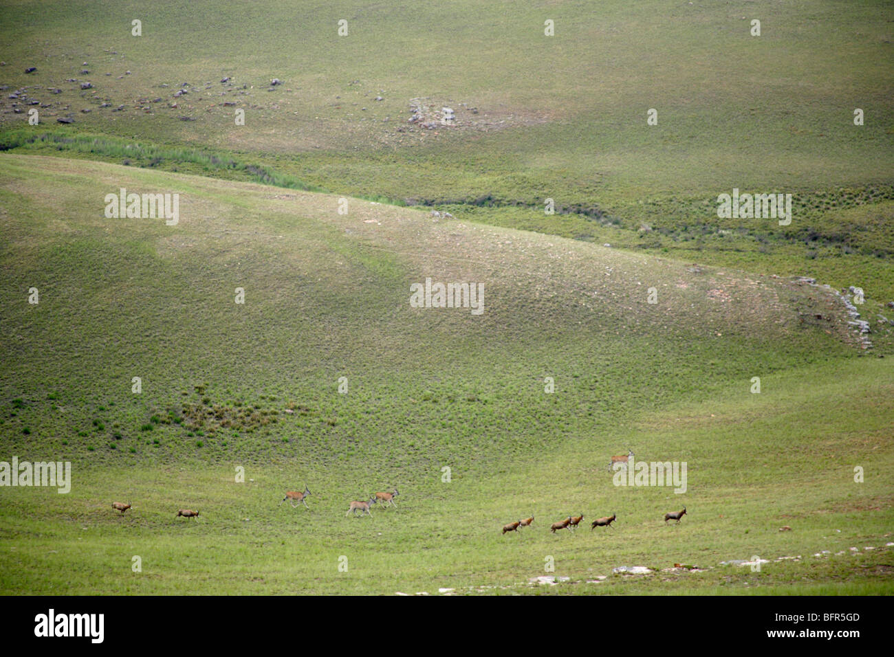 Eine Herde Eland und Blessböcke auf den Wiesen des Hartebeestvlakte in die Transvaal Drakensberge Stockfoto