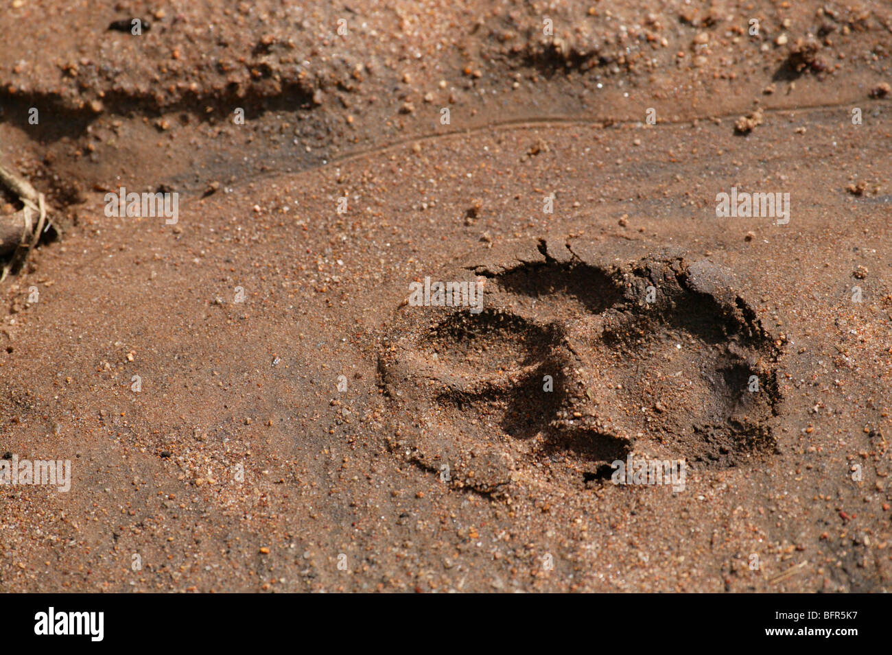 Ein Leopard zu verfolgen, im weichen sand Stockfoto