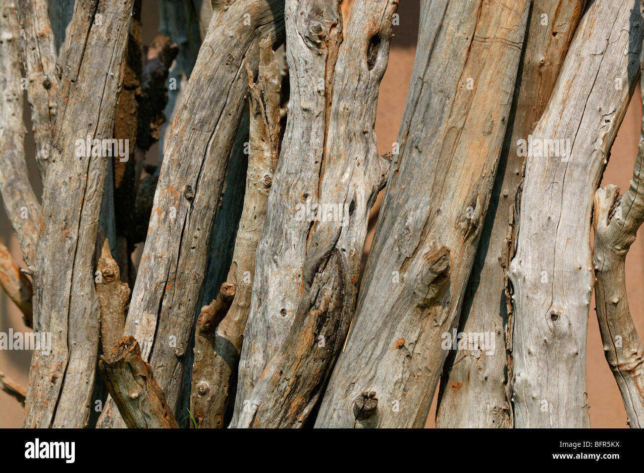 Holz-Boma Zaun Detail - Holzstangen errichtet, um ein Gehäuse um Vieh nachts schützen bilden Stockfoto
