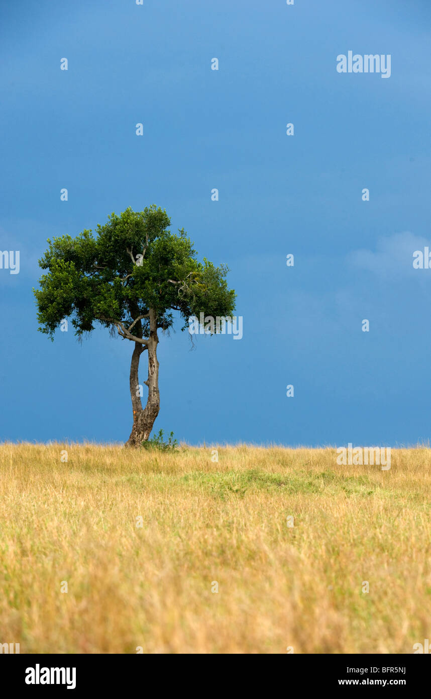 Einsamer Baum auf Skyline von Masai Mara Reserve Stockfoto