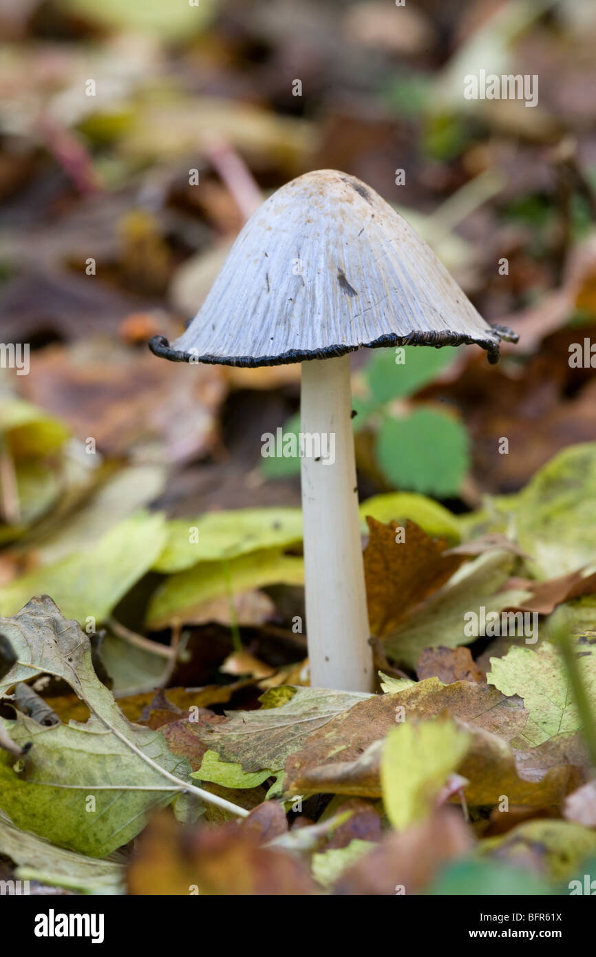 Gemeinsame Inkcap Coprinus Atramentarius wächst in Laubstreu Stockfoto