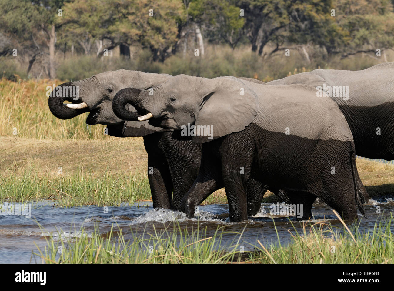 Elefanten Herde waten und trinken in Linyanti Fluss Stockfoto