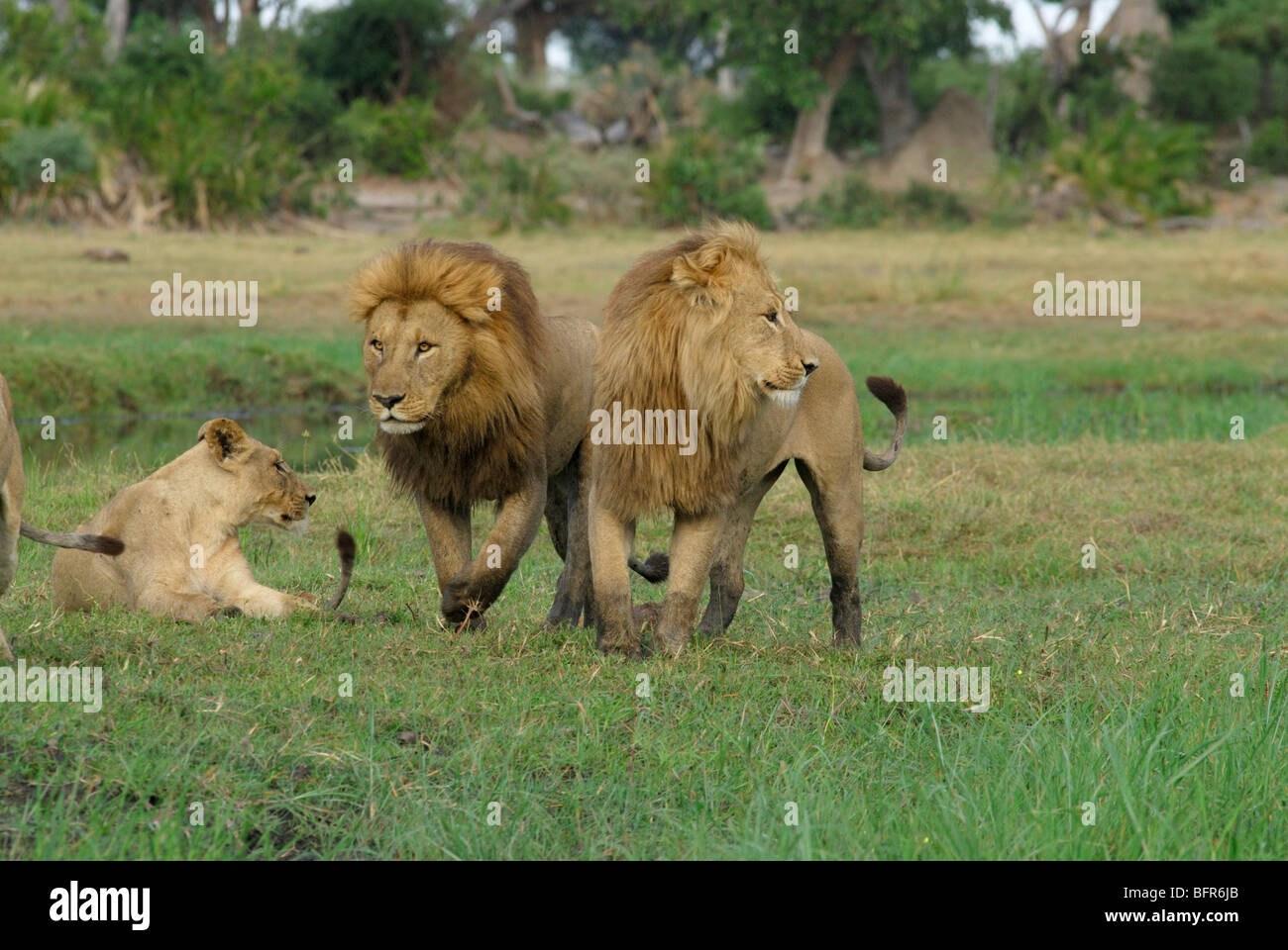 Zwei männliche Löwen und Löwin auf Aue Stockfoto