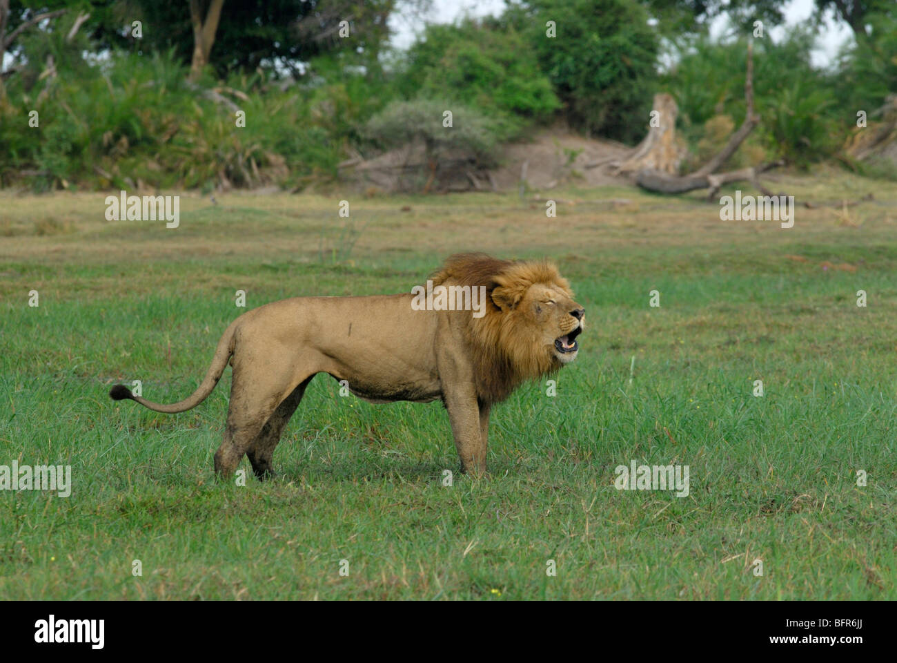 Männliche Löwen brüllen Stockfoto