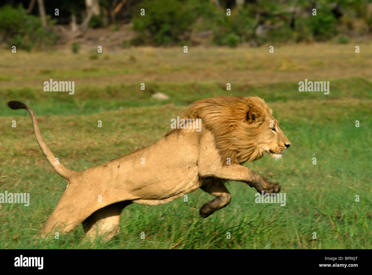 Männlicher Löwe springt über Aue Stockfotografie - Alamy