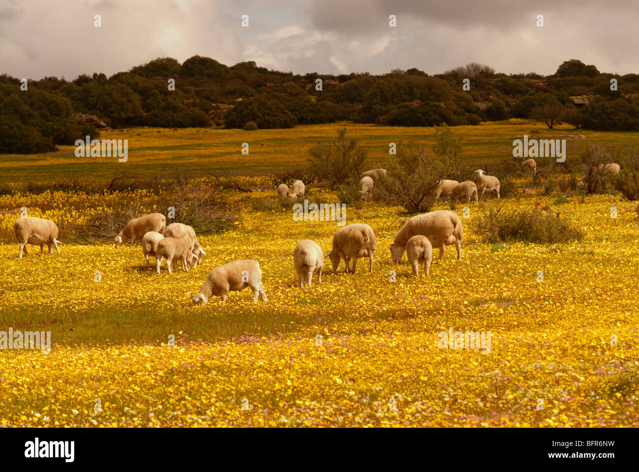 Herde der Schafe grasen auf blühende Gebiet Stockfoto