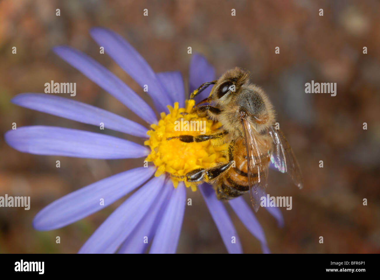 Biene auf blaue Blume Stockfoto