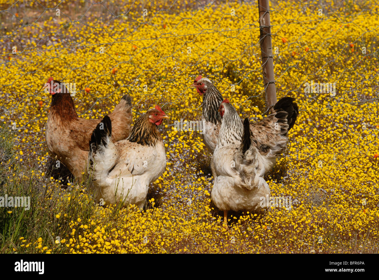 Hühner unter Blumen Stockfoto