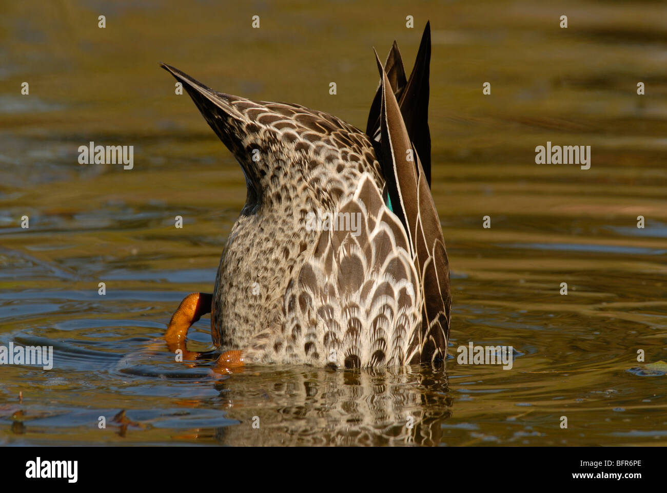 Gelb-billed Ente auf Futtersuche Stockfoto