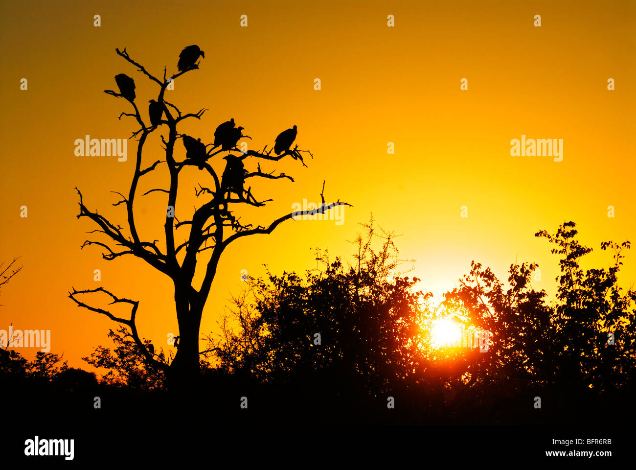 Geier thront in einem Baum bei Sonnenuntergang Stockfoto