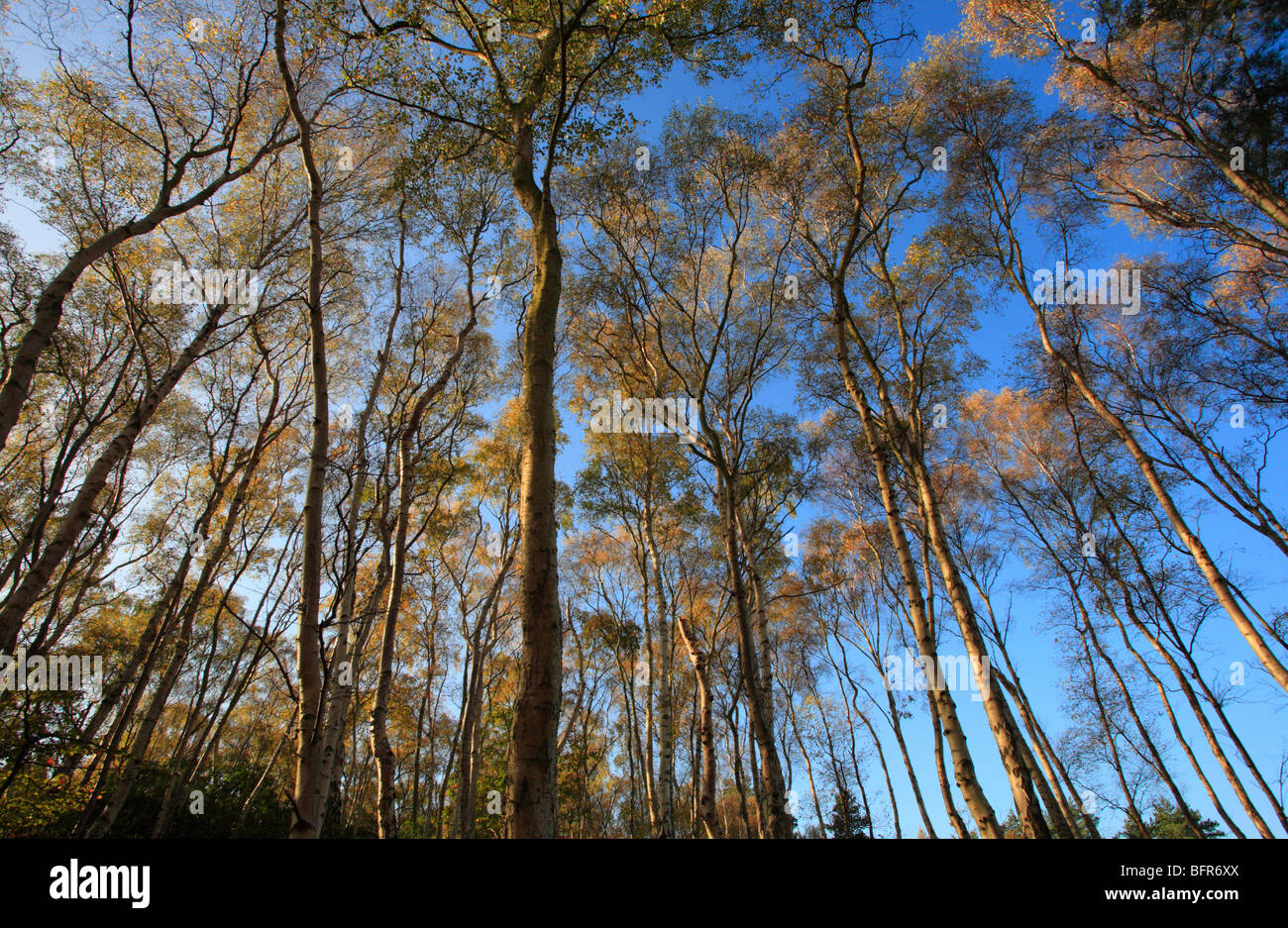 Aufwärts durch Herbst Bäume zu einem blauen Himmel. Stockfoto