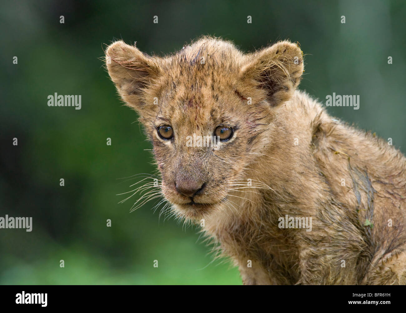 Löwenjunges Stockfoto