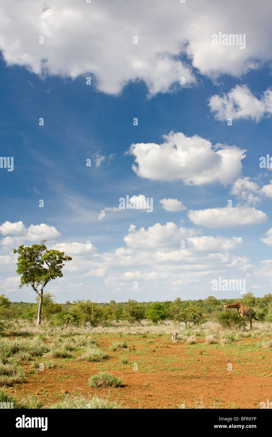 Bushveld Landschaft mit giraffe Stockfoto