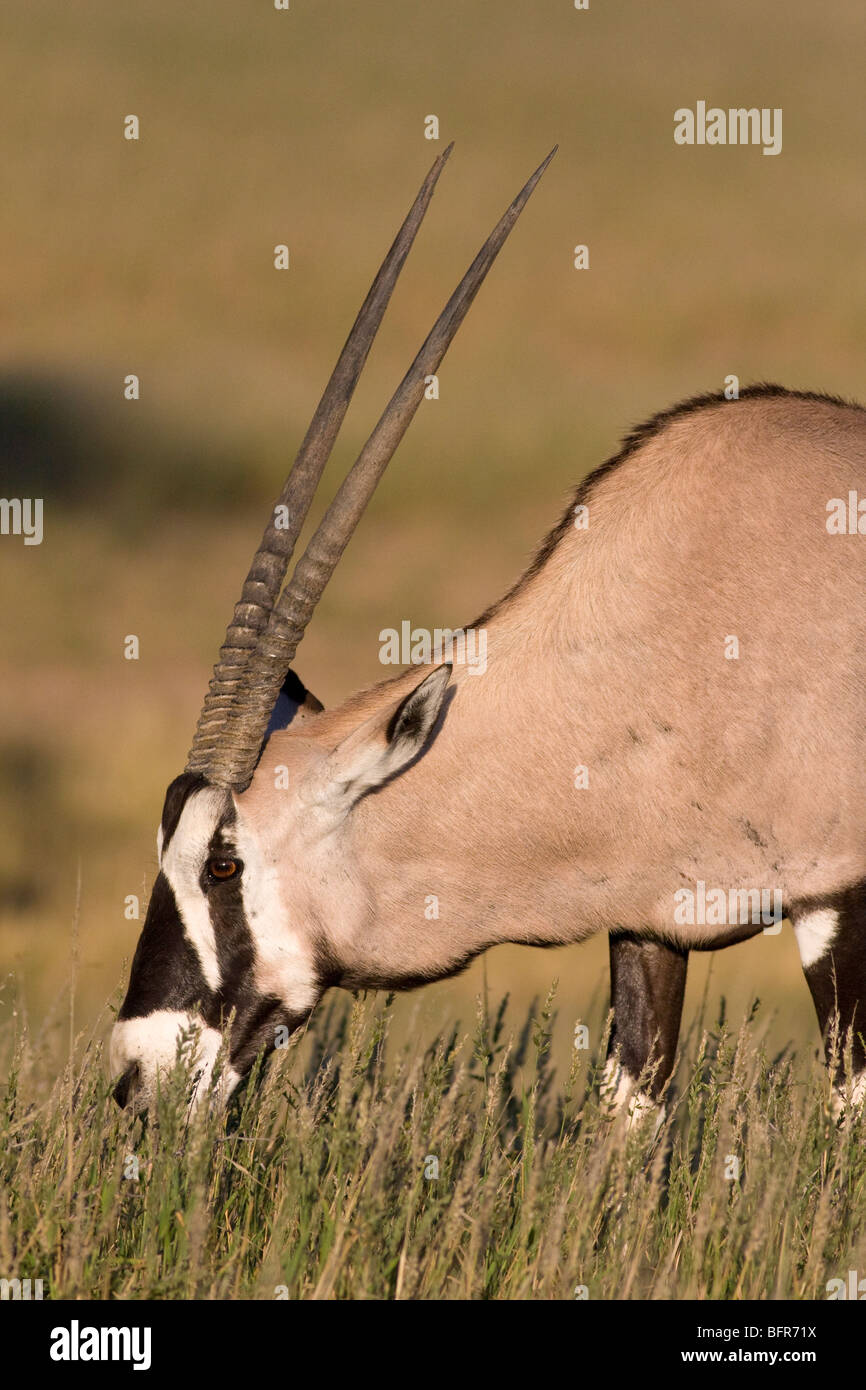 Oryx (Oryx) im Grasland Weiden Stockfoto