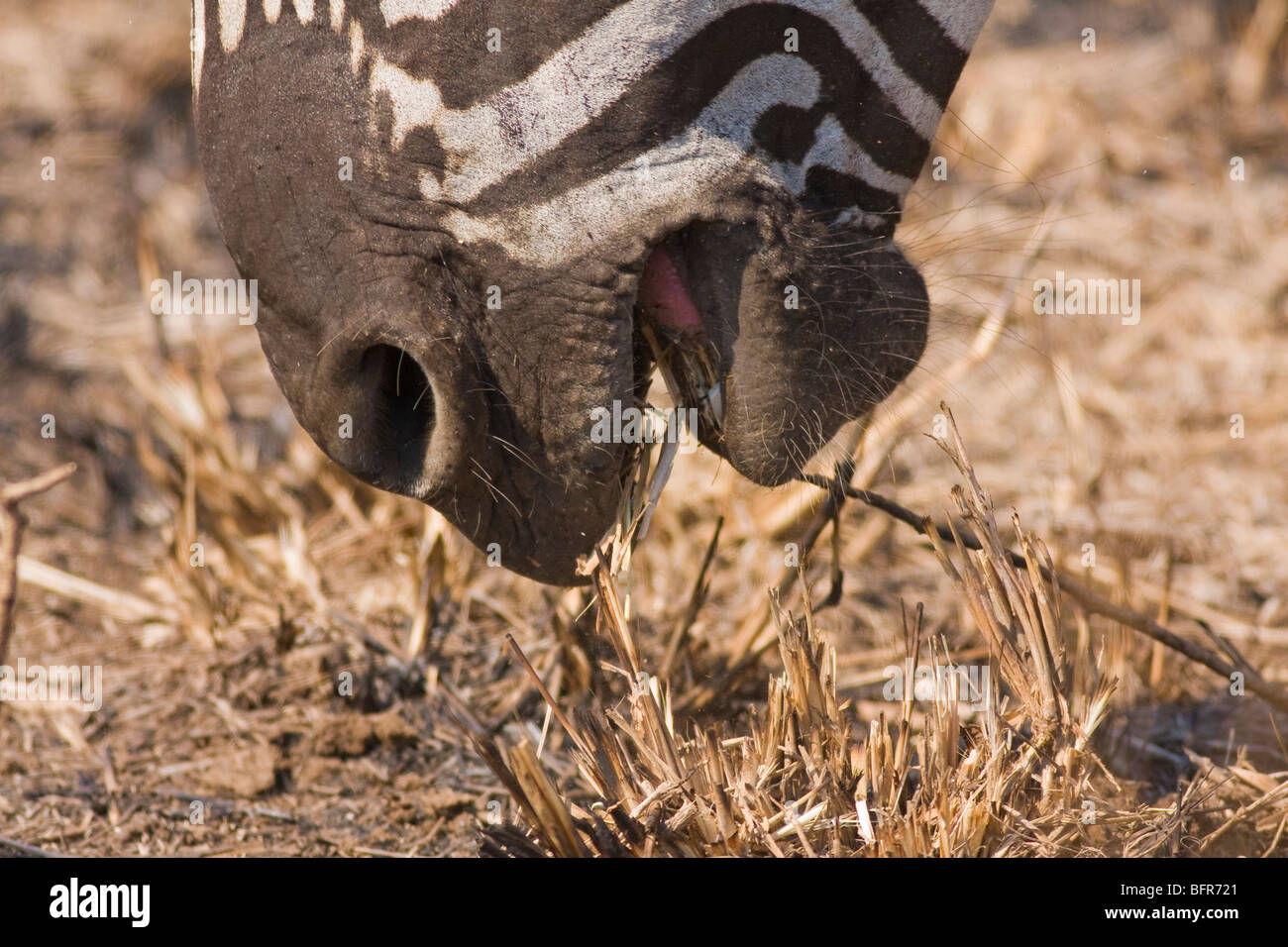 Nahaufnahme von Zebra Fütterung auf Rasen Stockfoto