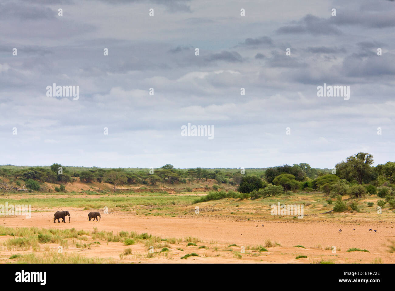 Malerische Landschaft mit zwei Elefanten im trockenen Flussbett wandern Stockfoto